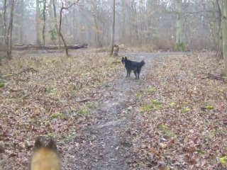 2012 03-07 2 promenade en foret