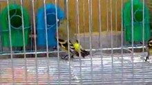 Video0306