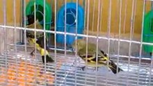 Video0308