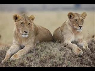 African Cats Part 1 of 12 Full Movie