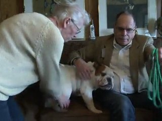 Tierschützer warnen: Bulldoggen leiden unter Gesundheitsprobleme