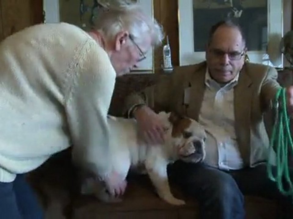 Tierschützer warnen: Bulldoggen leiden unter Gesundheitsprobleme