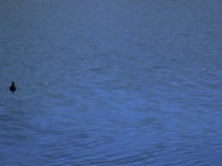 Animal 9 - Free HD stock footage