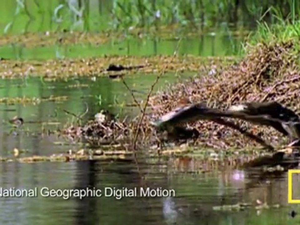 National Geographic- Ağır Çekimde Kurbağa