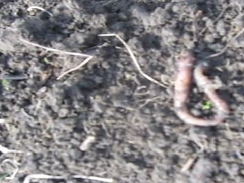 A2-B2 Hörverstehen Garten Regenwurm