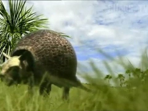 Kampf der säbelzähne [Spätes Pliozän_ vor 1_5 Mio. Jahren] Teil 1 von 2