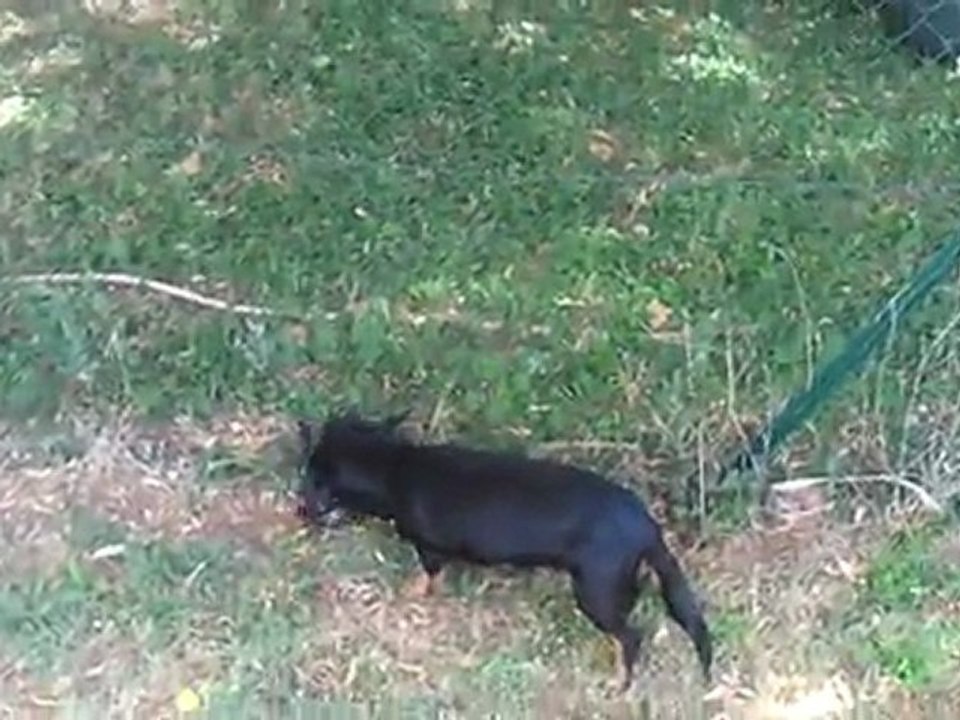 Chien vs corbeau