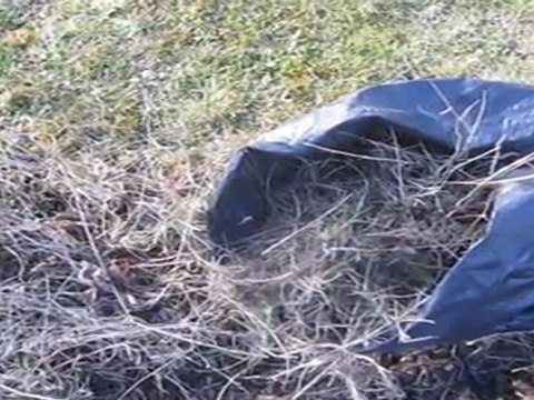 A2-B2 Hörverstehen Unkraut wird entsorgt