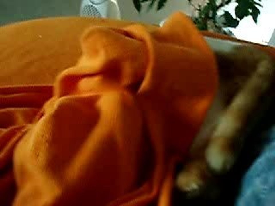 My Cat Garfiled...so stupid xD