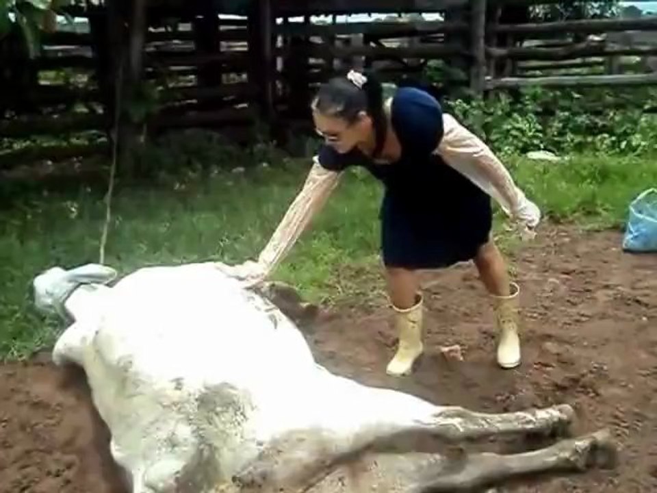 Une vache donne un coup de patte sur une femme