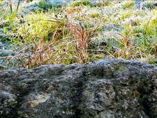 La mésange charbonnière