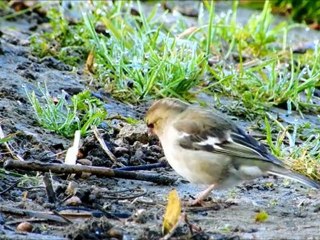 Le pinson des arbres