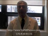 Pet Health Insurance with Mt. Pocono Veterinarian