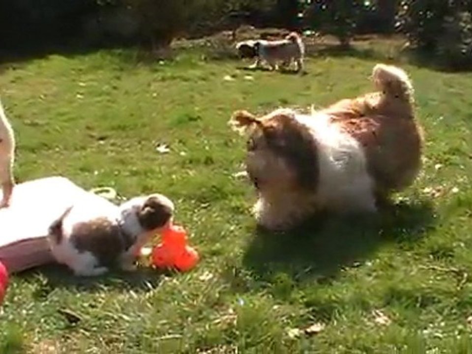 bb shih tzu