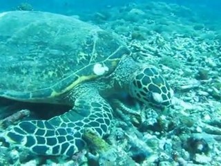 The Jacktastic Journey! (arcade fire wake up)