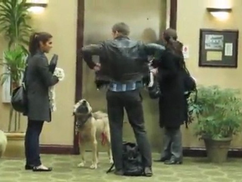 Stars im Gassi-Fieber