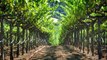 Vineyards & Wineries Climate Change Environmental Problems