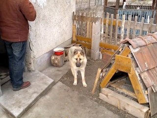 deutscher schäferhund "Kira" 7 Monate