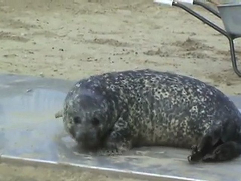 Robben in der Seehundstation Friedrichskoog 004