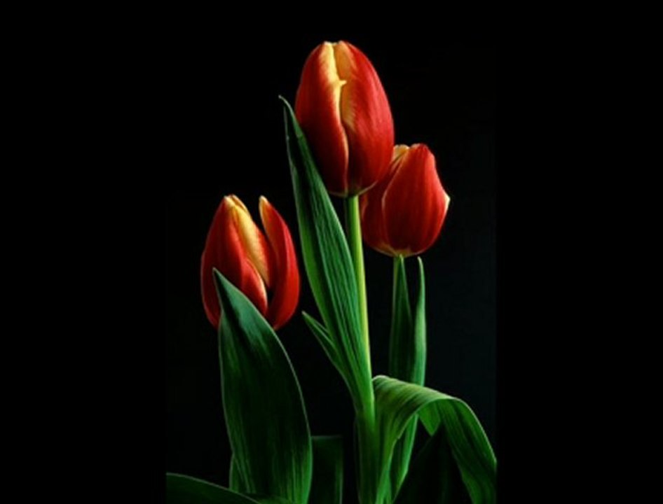 Ateşbaz-ı Veli Türbesi Ziyaret Semazen Onbir