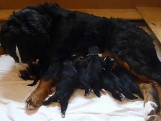 Elsa qui allaite ses petits