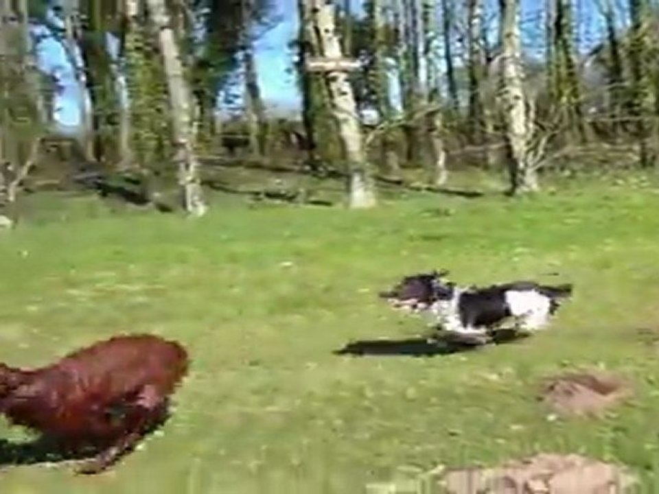 jeux de chiens de chasse