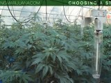 Choosing Your Strain - Beginner Marijuana Growing - Strains - Indica VS Sativa - 1