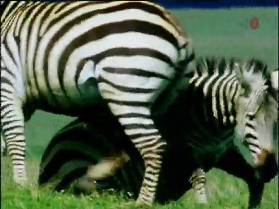 DOKUMENTALA.Natural world symphony