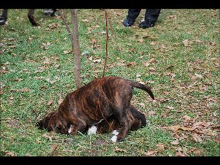 Première sortie de la portée Dzara et Aldo