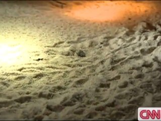 Gabon's Leatherback Turtles