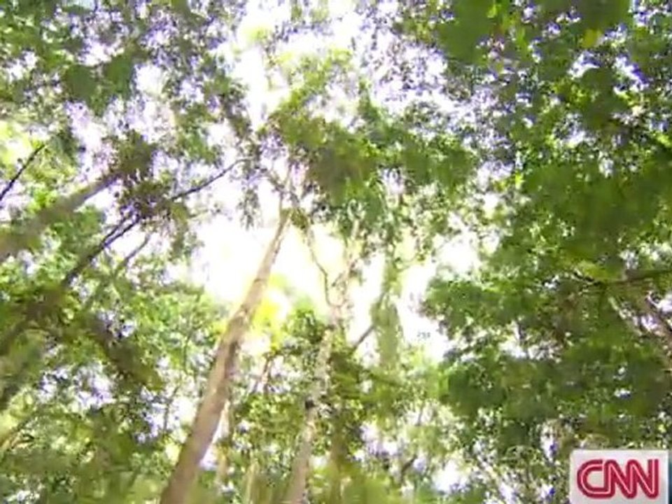 The 'Son of the rainforest'