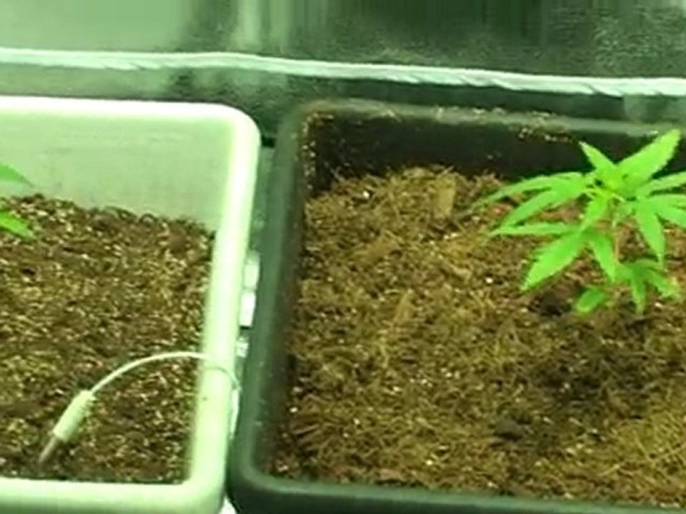 Arjan Haze #1, Super Silver Haze, Neville Haze and Hawaian Snow