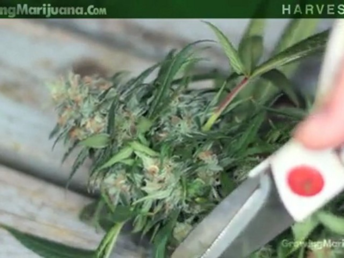 Harvesting - Harvesting Marijuana - When To Harvest Weed Marijuana Growing - 6