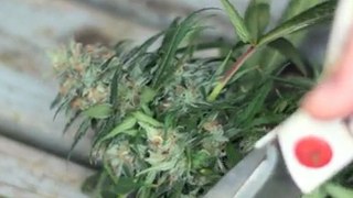 Harvesting - Harvesting Marijuana - When To Harvest Weed Marijuana Growing - 6