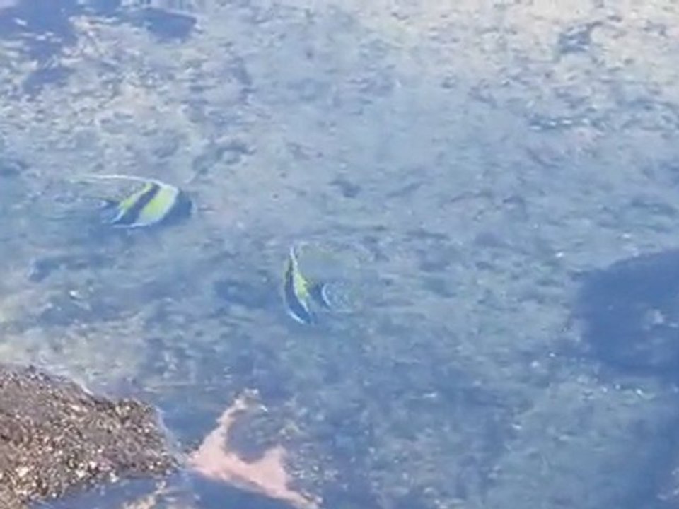 Kahalu'u Beach-Big Island