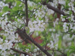 Birds & Blooms