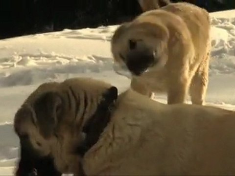 Doğada Tek Başına Dağ Evi Bölüm 6