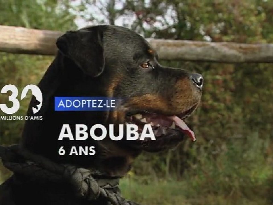 Adoptez Abouba