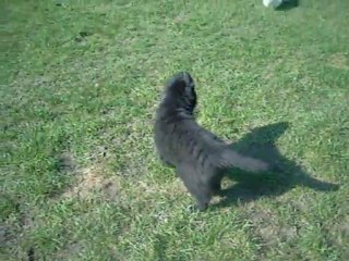 15 mars 2012 : Happy dans la cour des grands