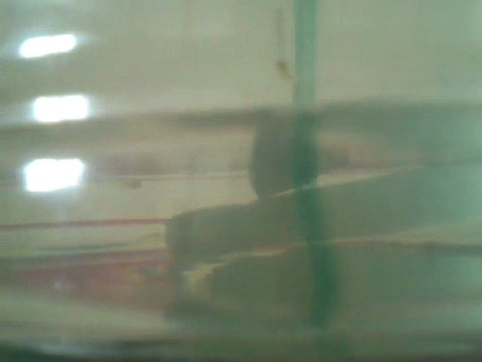 Japonlarım 4 günlük oldu