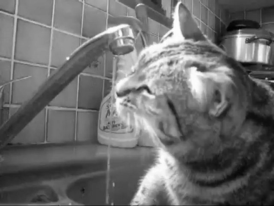 Les minoux aiment l'eau