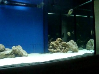 nkonde brıgth yellow.!!! 2 erkek 9 dişi