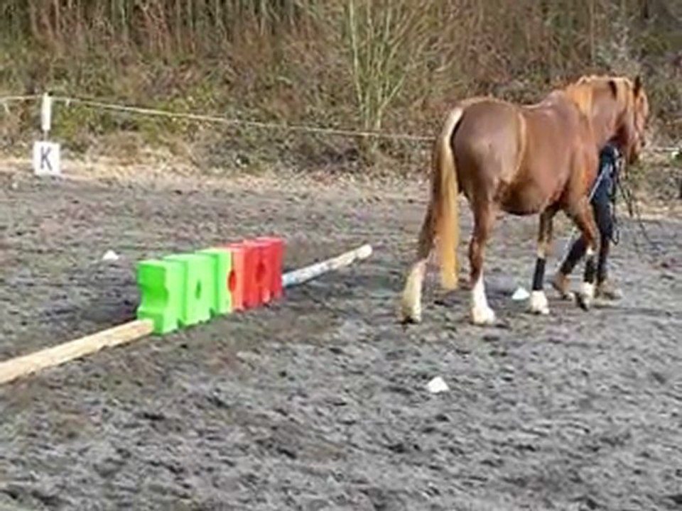 2012-03-11 Equifeel Sylvie latéral Elite