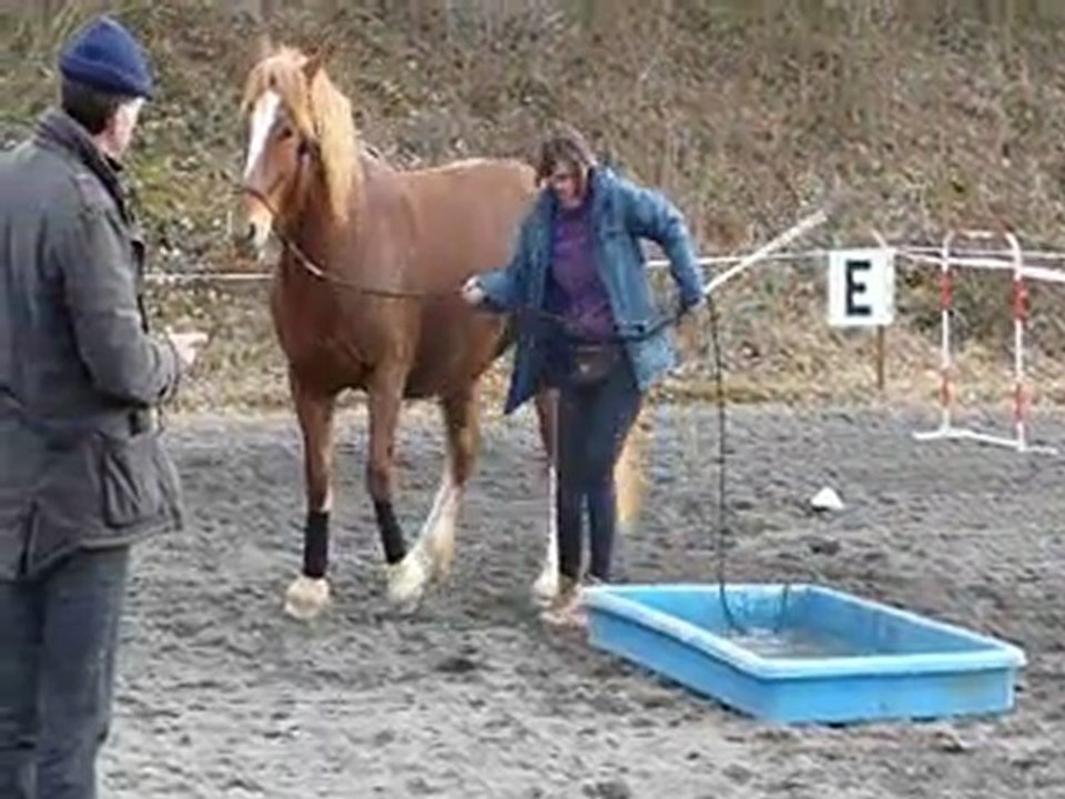 2012-03-11 Equifeel Sylvie licol Elite 2