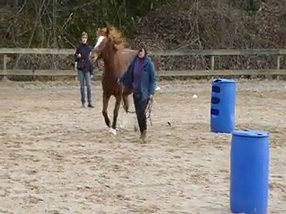 2012-03-11 Equifeel Sylvie trefle Elite