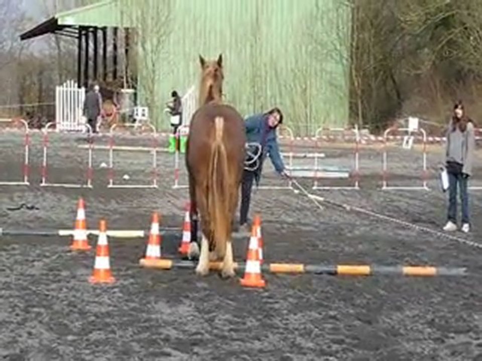 2012-03-11 Equifeel Sylvie va et vient Elite