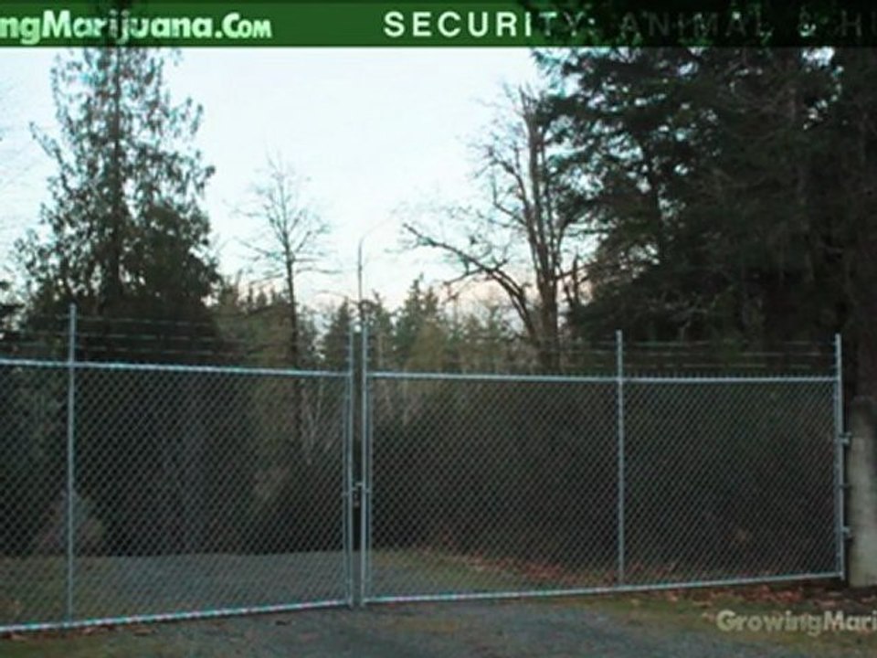 Outdoor Security - Outdoor Marijuana Growing - Grow Weed Outdoors - 8