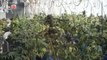 Water - Watering Marijuana Plants - How Much Water To Give Growing Weed - 11