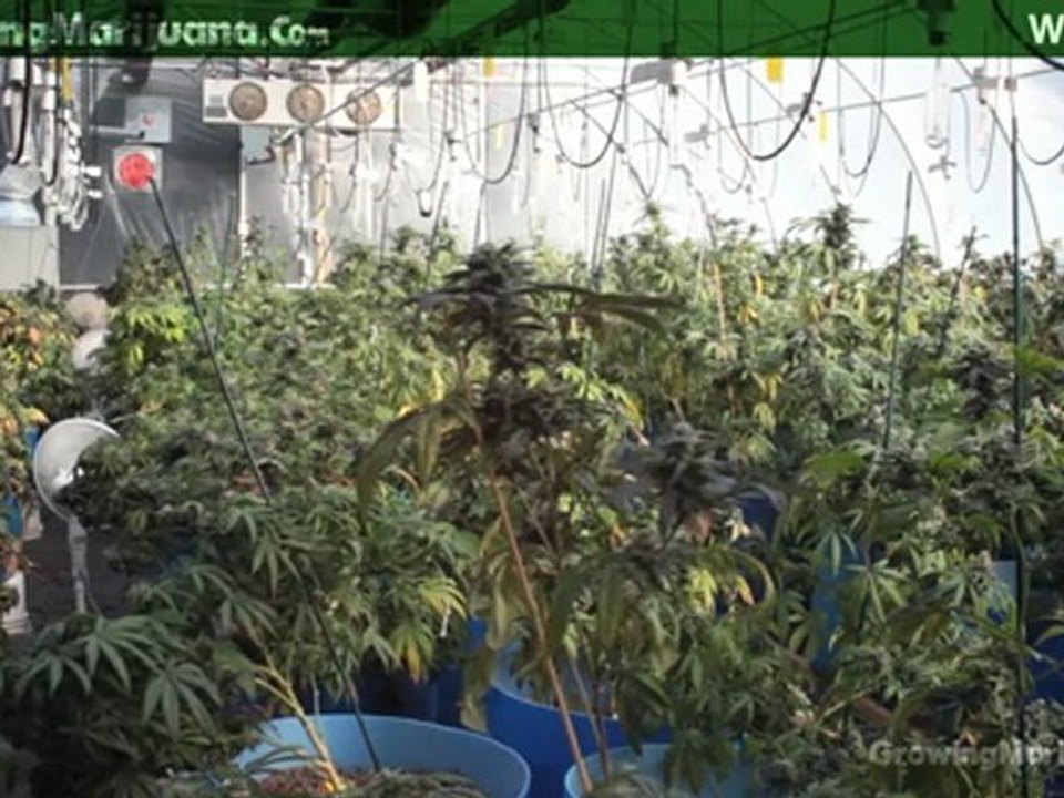 Water - Watering Marijuana Plants - How Much Water To Give Growing Weed - 11