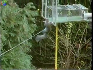 Mission Impossible pour un écureuil